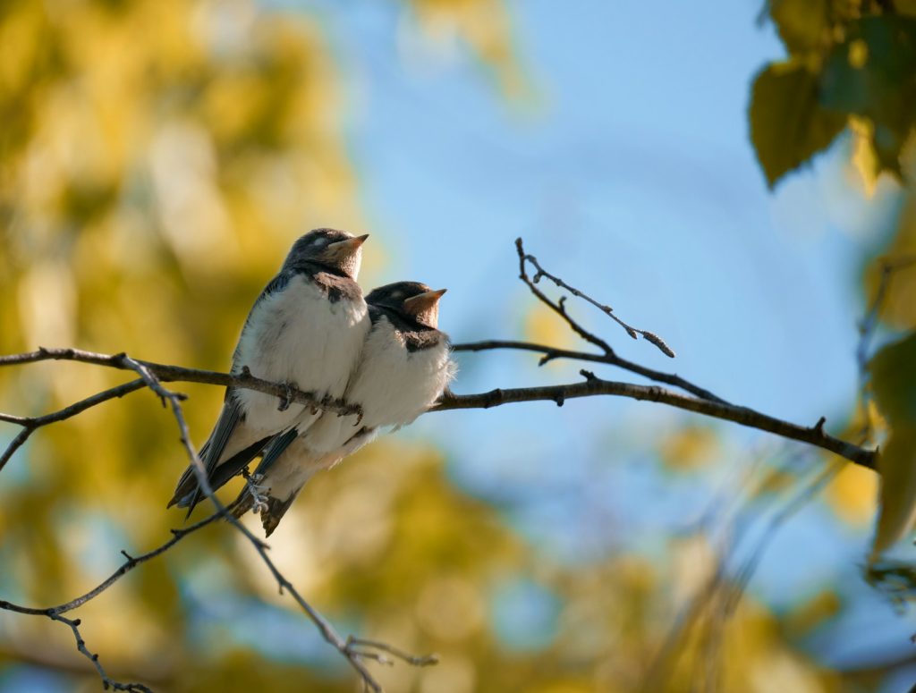 a bird sitting on a branch